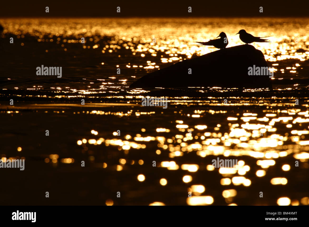 Coppia di Arctic Tern (sterna paradisaea). Primavera 2010 Foto Stock