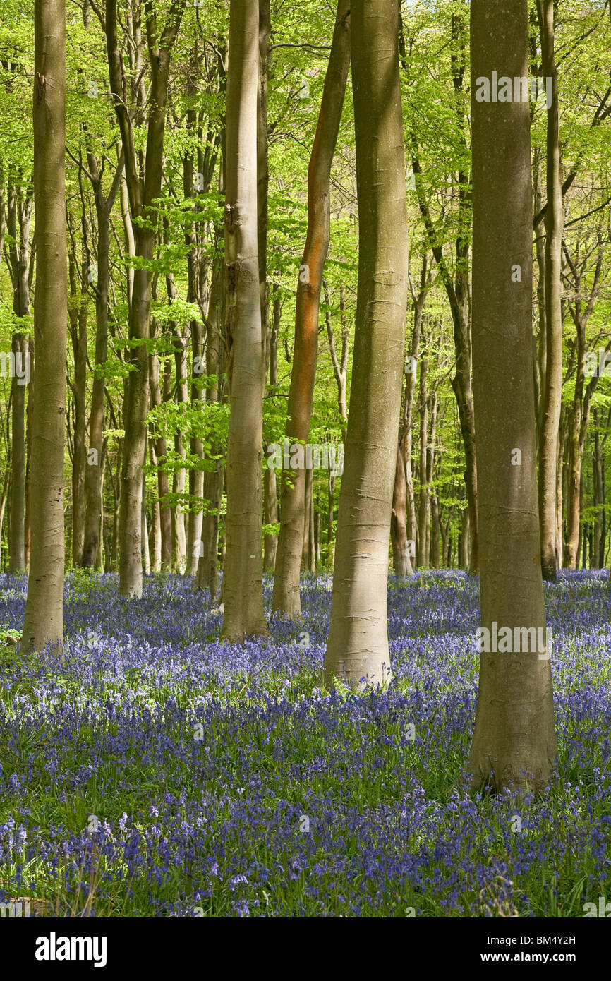 Bluebells nella zona ovest di bosco in prossimità di Marlborough in primavera. Wiltshire REGNO UNITO Foto Stock