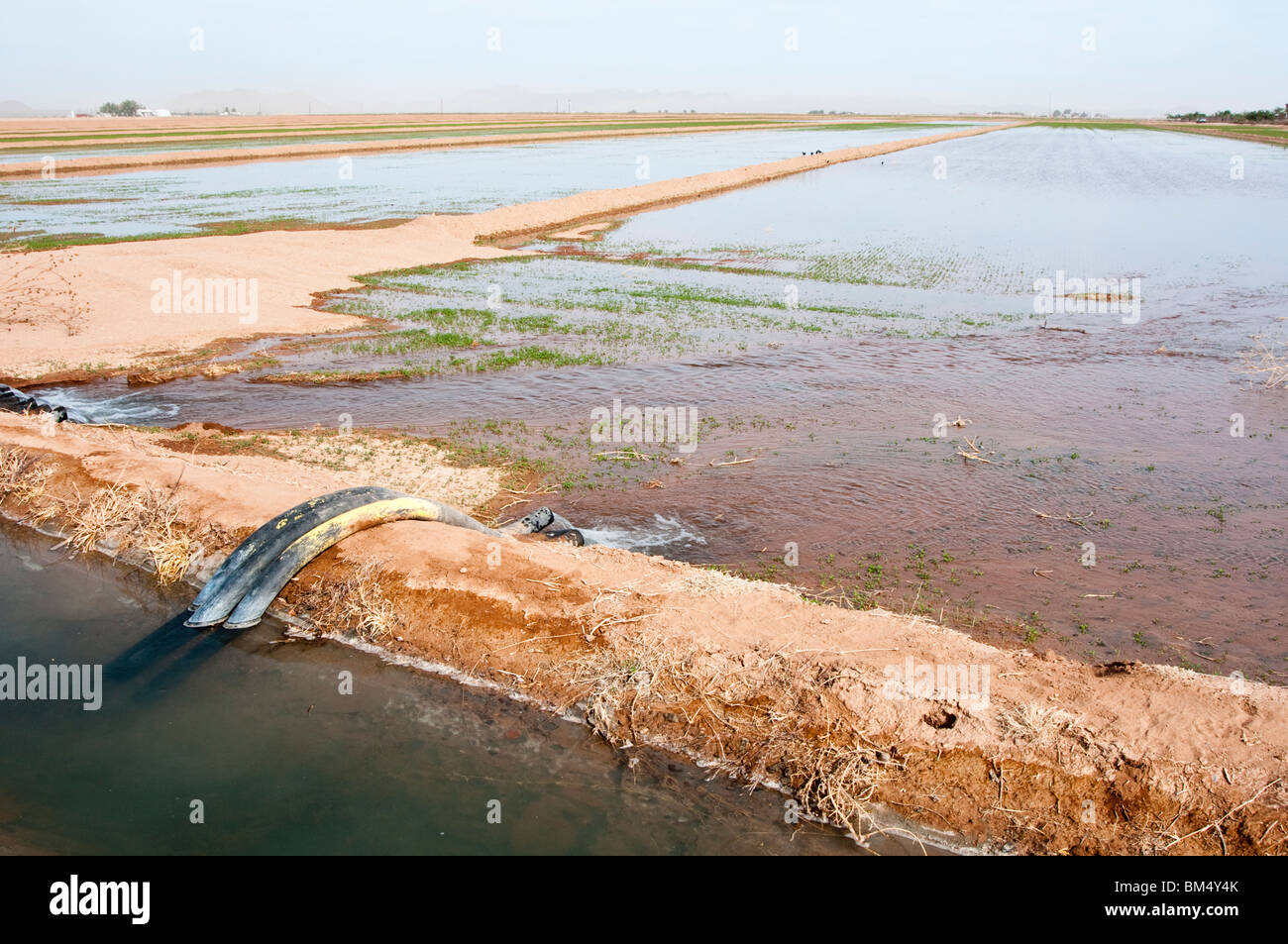 Un canale di irrigazione e sifone tubi utilizzati per l'acqua un campo in Arizona Foto Stock