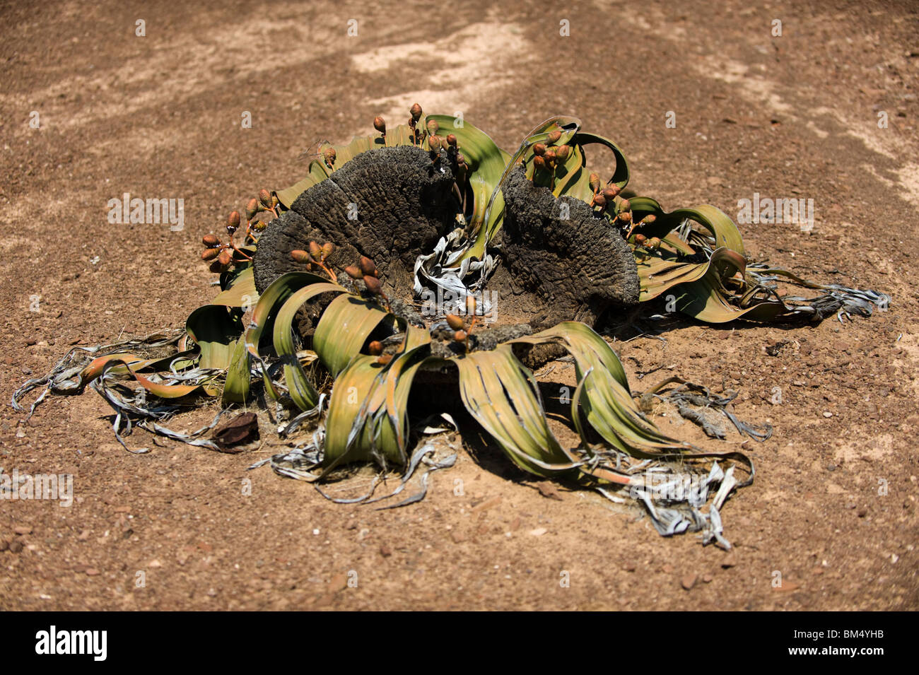 Welwitschia impianto, Namibia. Foto Stock