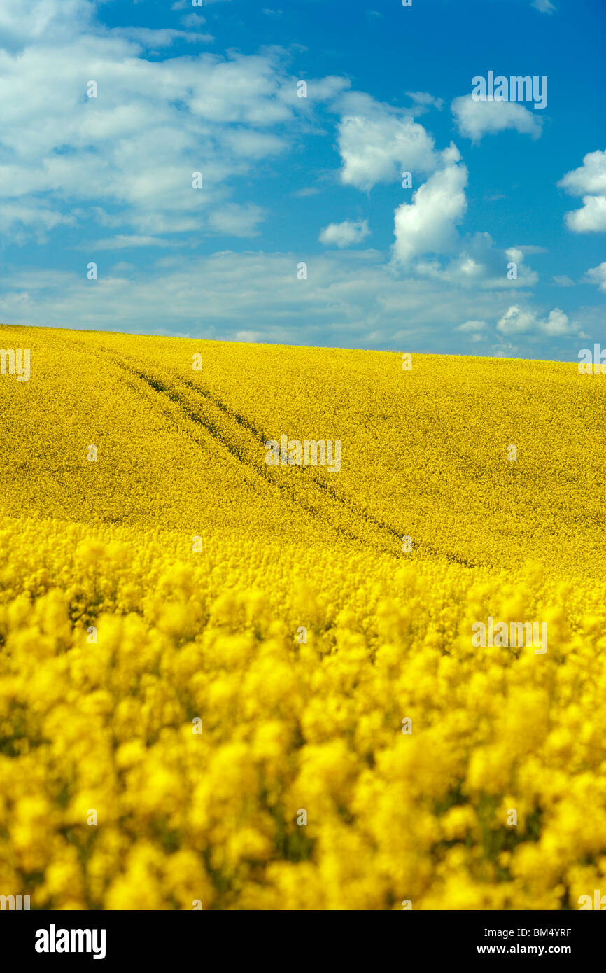 Campo di semi di colza (Brassica napus), Oxfordshire Foto Stock