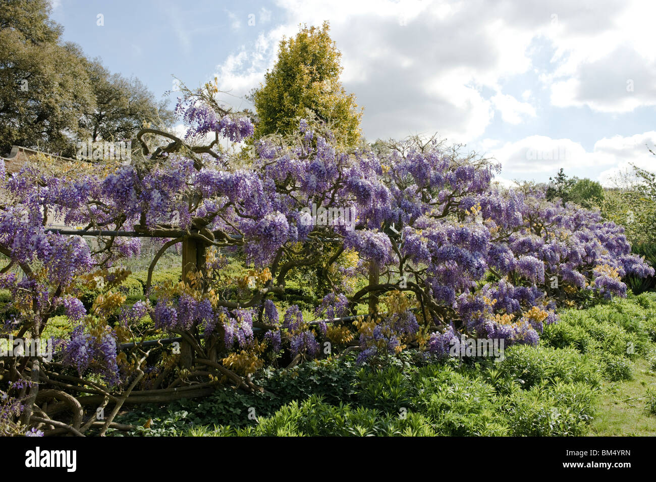 Il Glicine presso il giardino di erbe aromatiche, Palazzo dei Vescovi, Fulham, Londra. Foto Stock