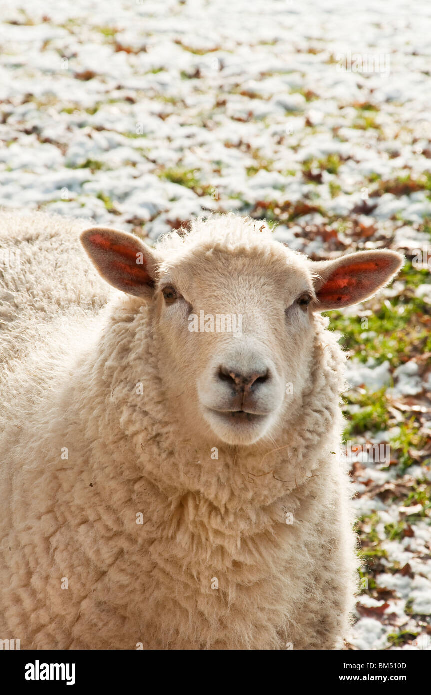 Pecore con retroilluminazione in condizioni wintery in New Forest Hampshire Inghilterra Foto Stock