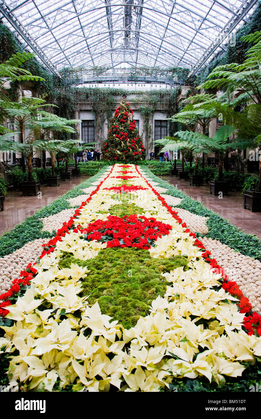 Holiday decorazioni, poinsettias & albero di Natale, Longwood Gardens, ex Du Pont station wagon, Kennett Square, Pennsylvania, STATI UNITI D'AMERICA Foto Stock