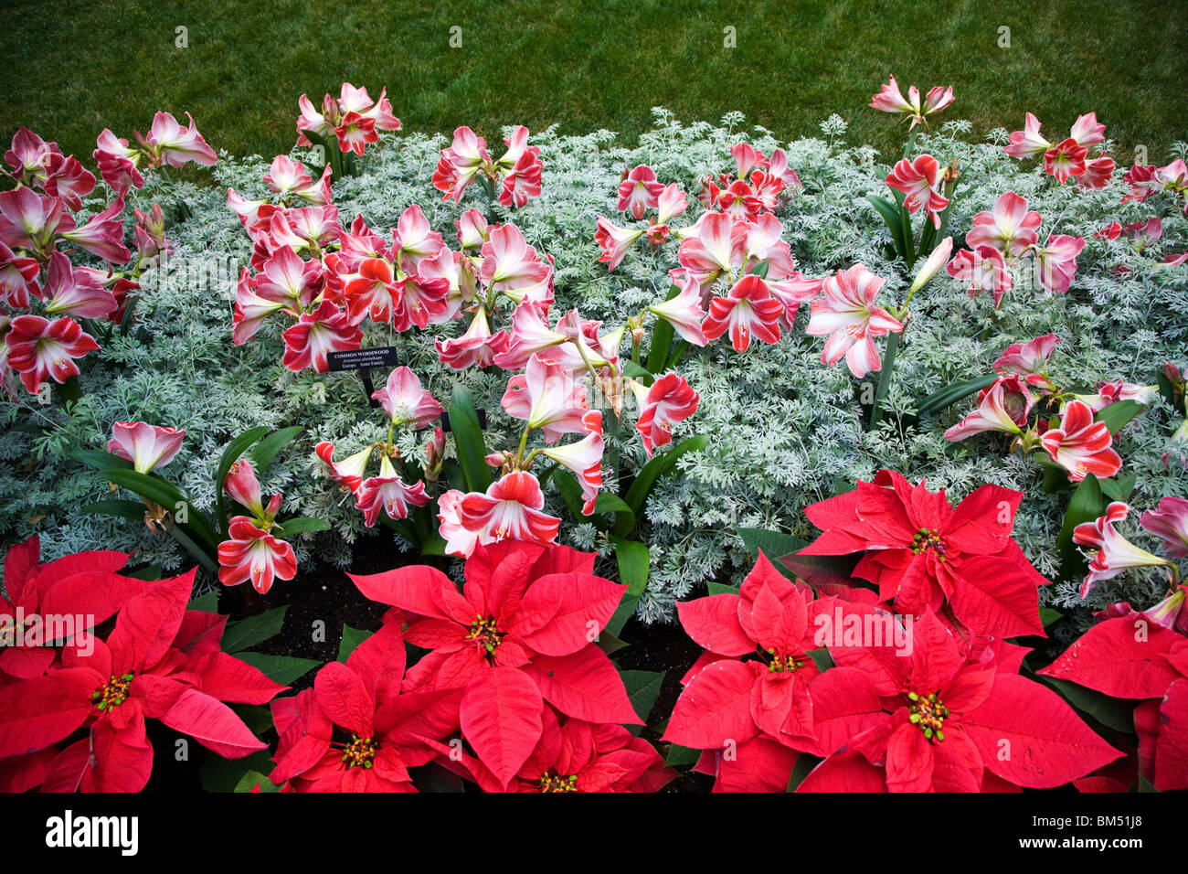 Poinsettia e Amaryllis (Hippeastrum, Intokazi) Longwood Gardens, ex Du Pont station wagon, Kennett Square, Pennsylvania, STATI UNITI D'AMERICA Foto Stock