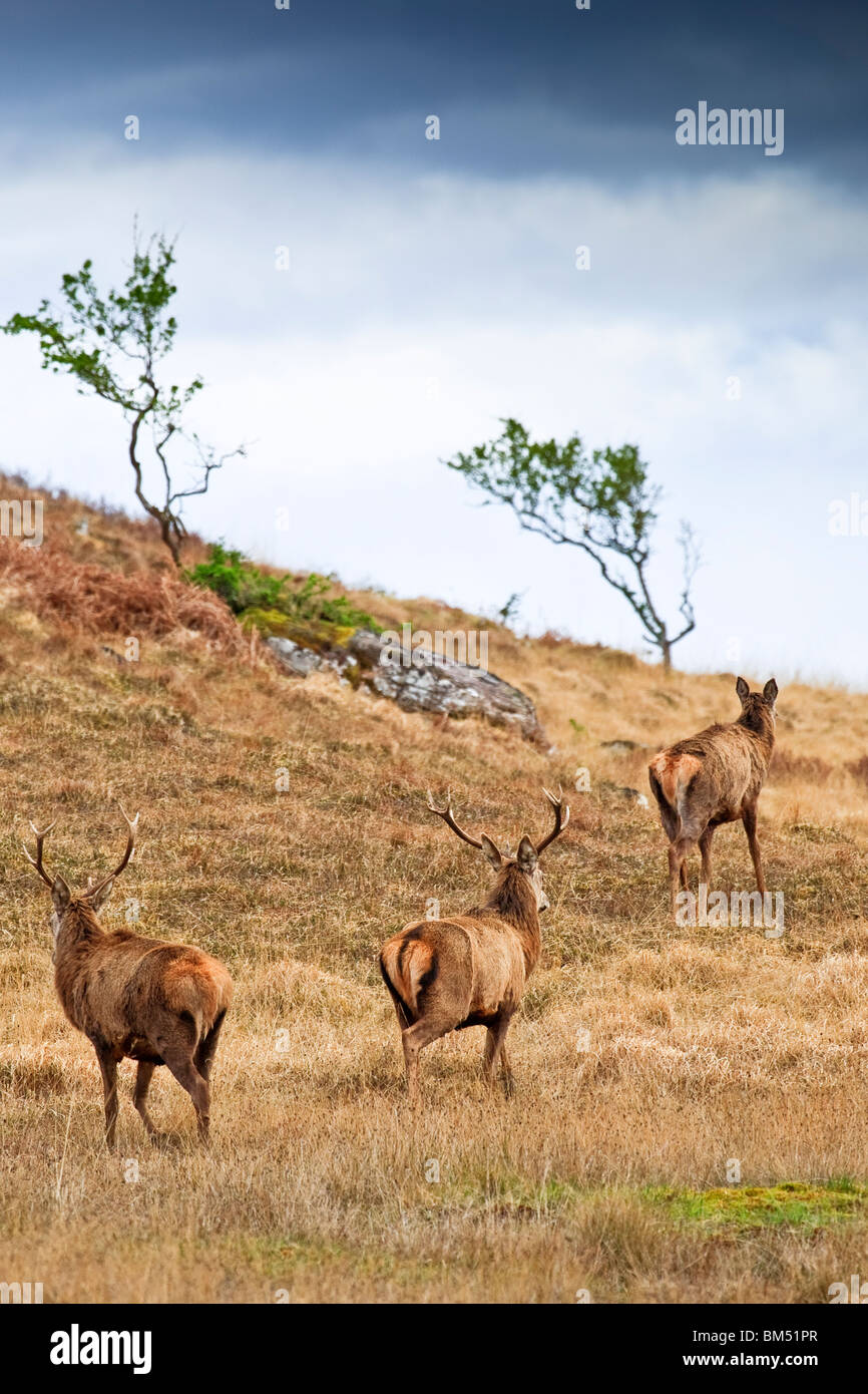 Cervi nei pressi di Applecross, Wester Ross Highlands della Scozia Gran Bretagna Regno Unito 2010 Foto Stock