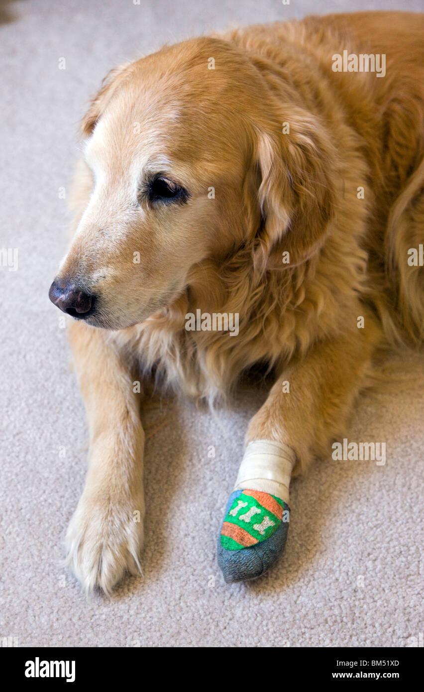 Femmina adulta Golden Retriever cane con piede bendato. Ella era stato picchiato in una lotta contro il cane. Foto Stock