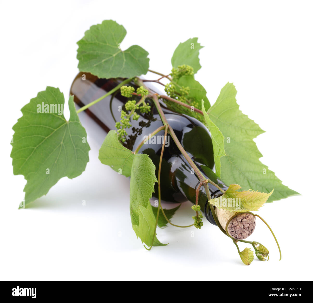 Bottiglia di vino in vigna su sfondo bianco Foto Stock