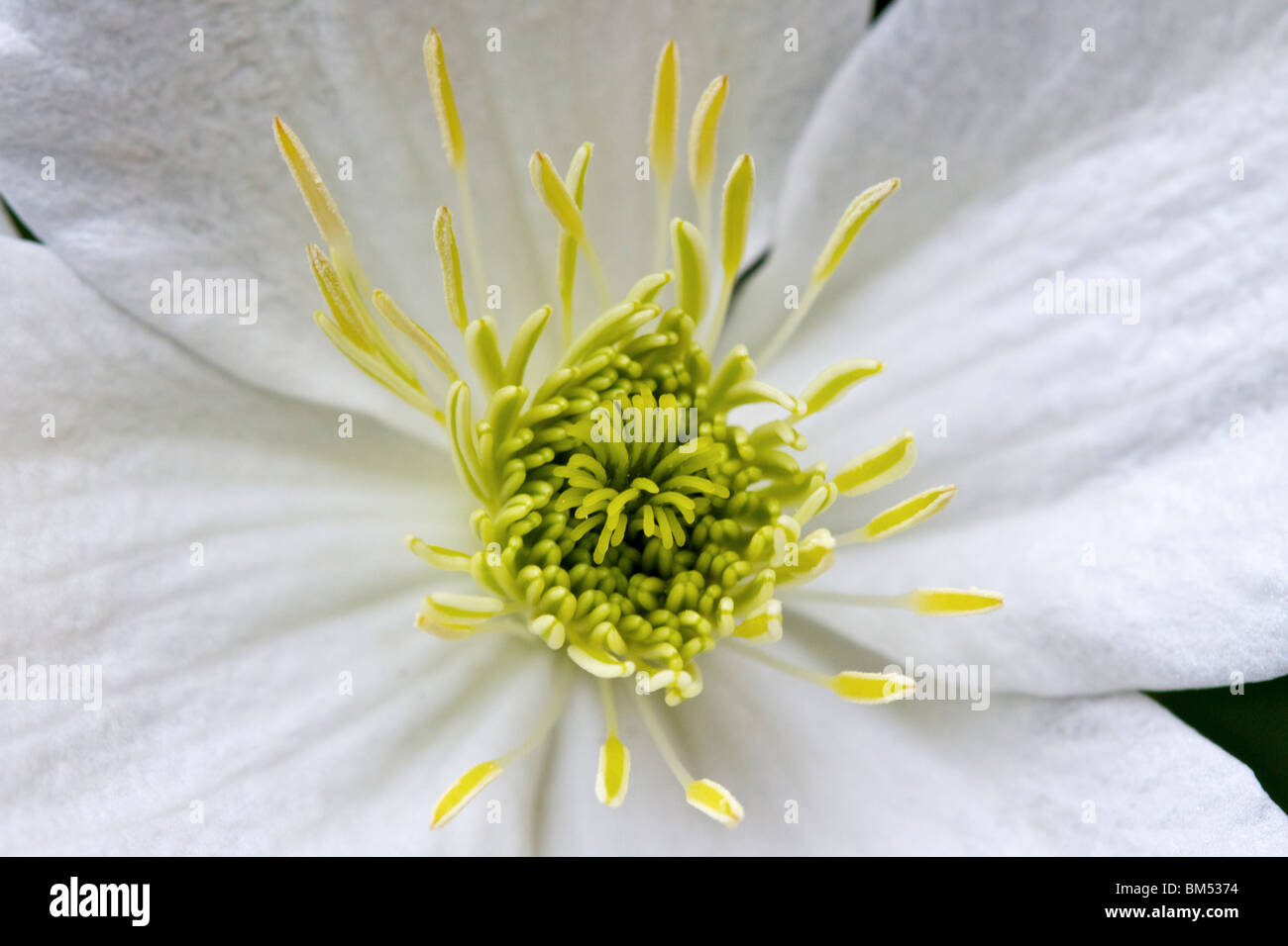 Prolifico scalatore flowering Clematis Montana Foto Stock