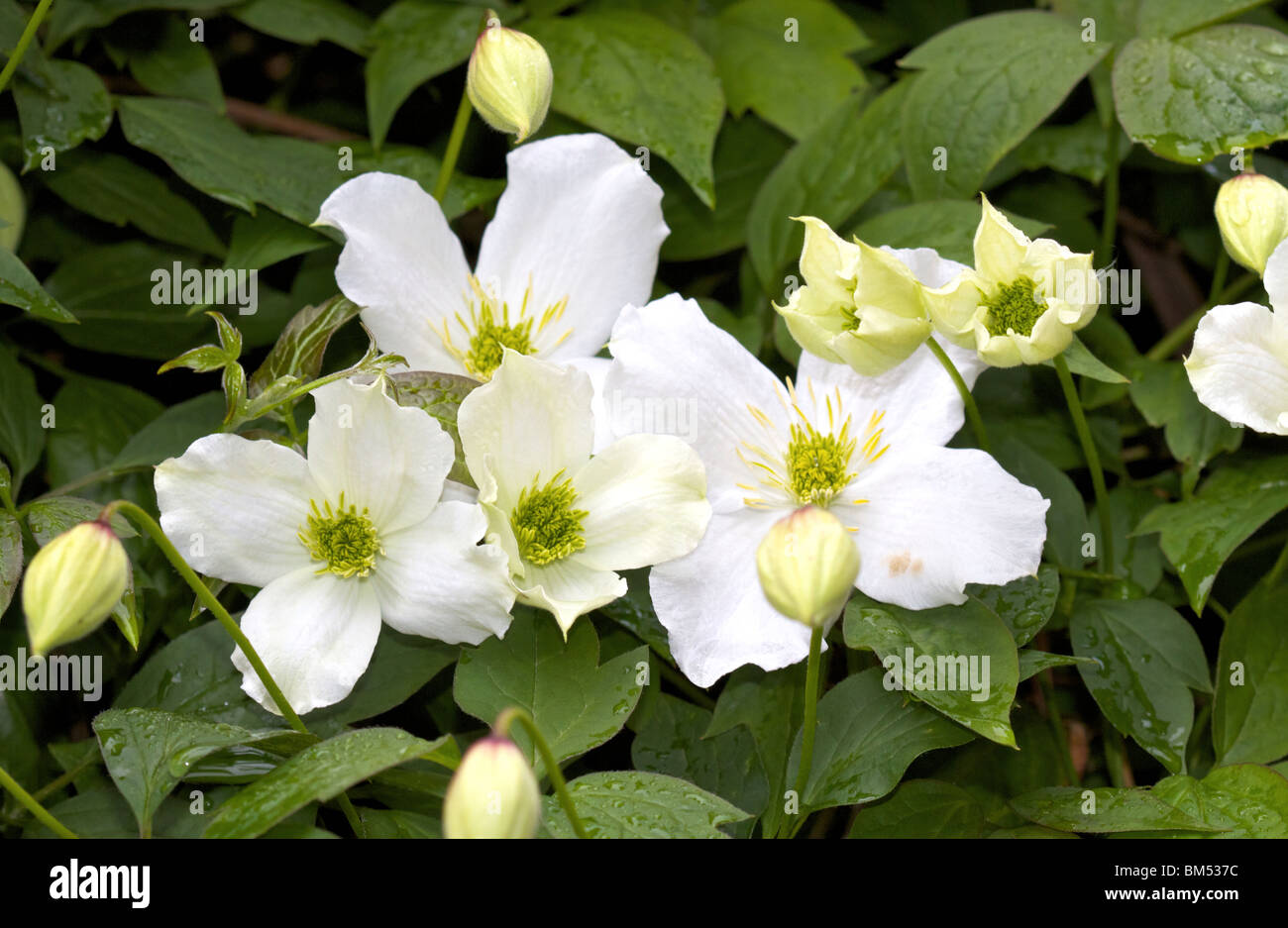 Prolifico scalatore flowering Clematis Montana Foto Stock