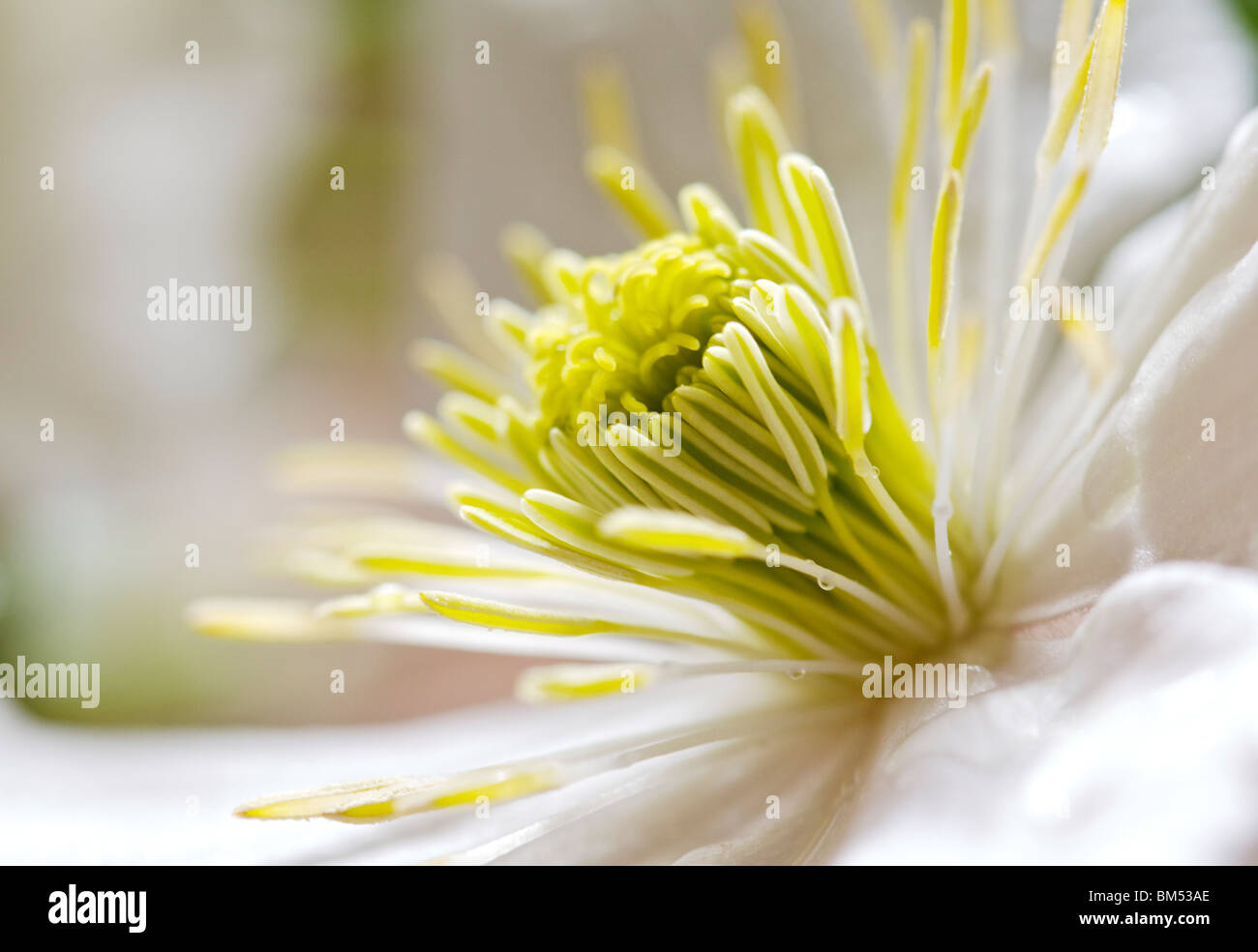 Prolifico scalatore flowering Clematis Montana Foto Stock