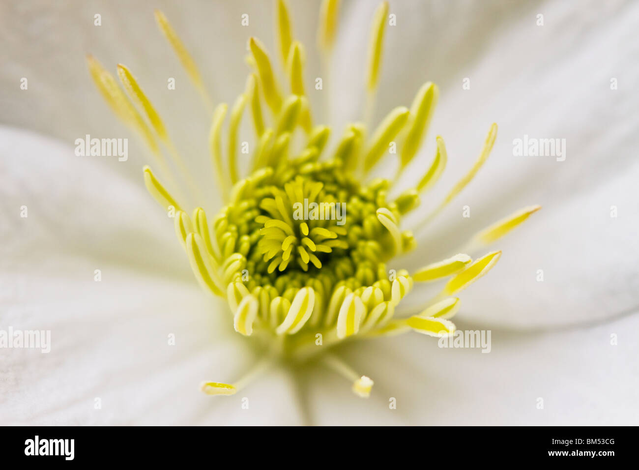 Prolifico scalatore flowering Clematis Montana Foto Stock