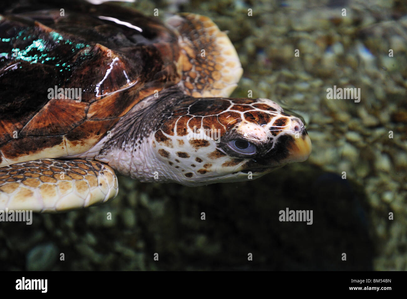 Hawskbill tartaruga di mare, Eretmochelys imbricata, Florida, captive Foto Stock