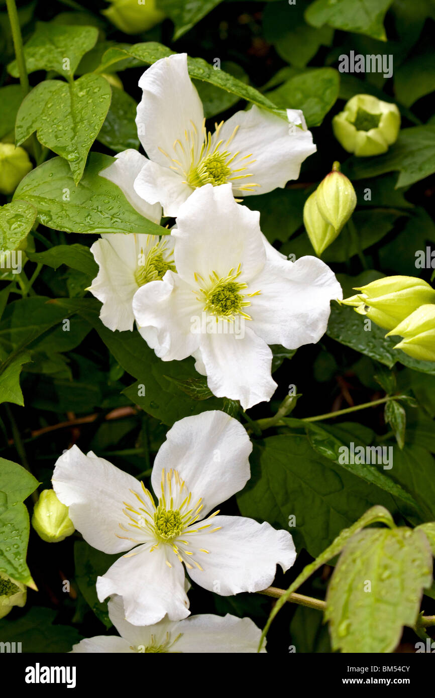 Prolifico scalatore flowering Clematis Montana Foto Stock