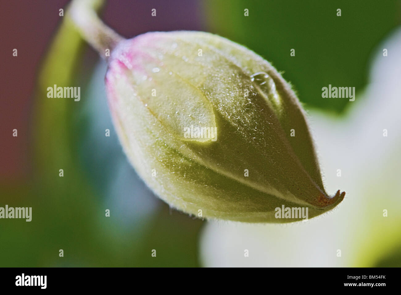 Prolifico scalatore flowering Clematis Montana Foto Stock