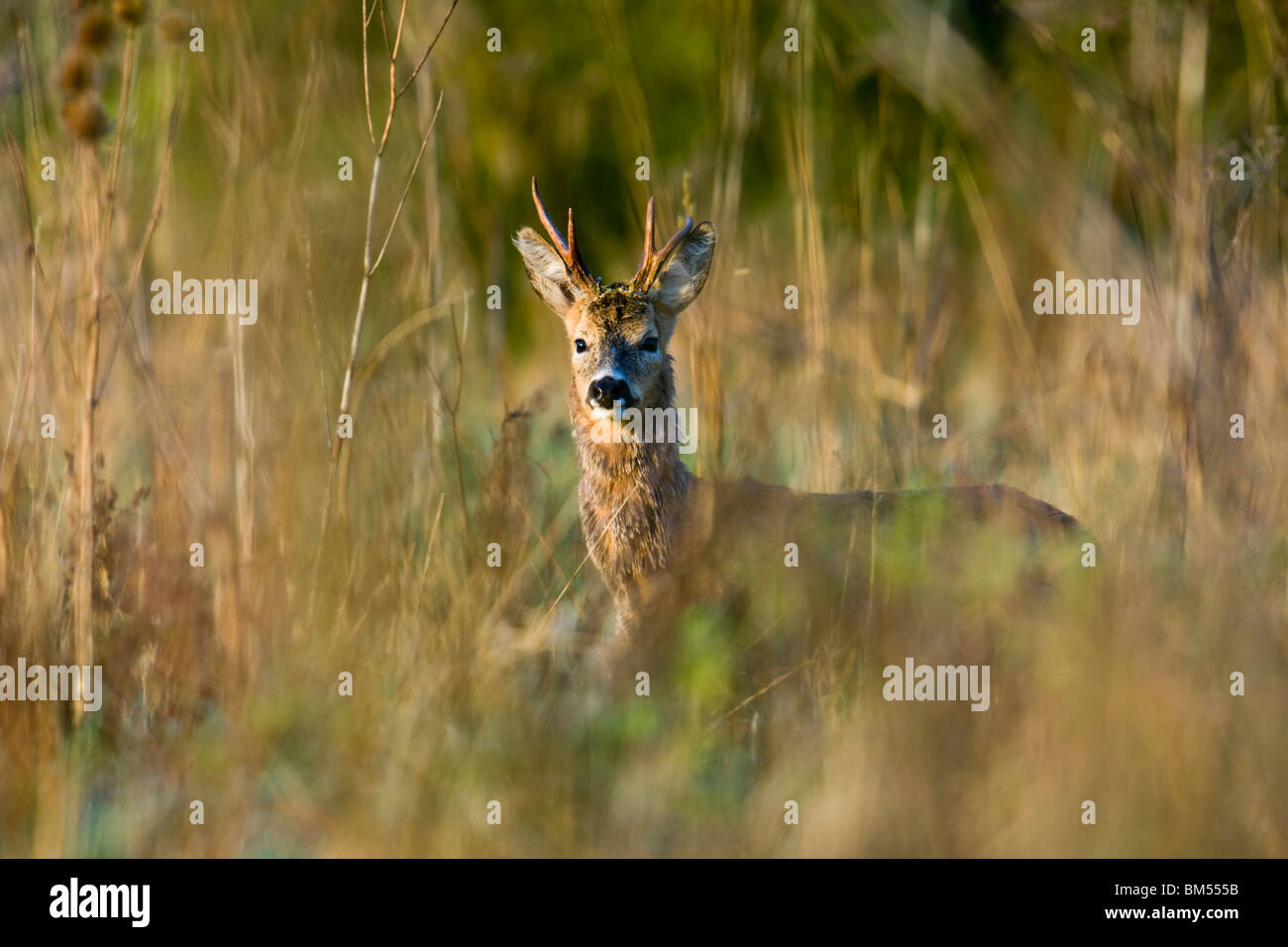 Il capriolo in sole al mattino Foto Stock