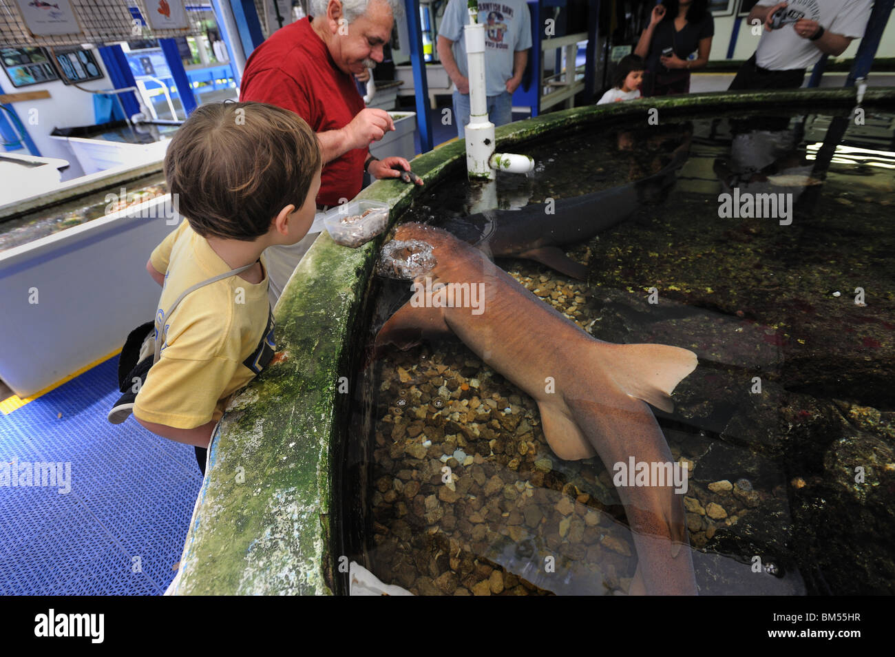 Squalo nutrice toccare il display del serbatoio, Florida Foto Stock