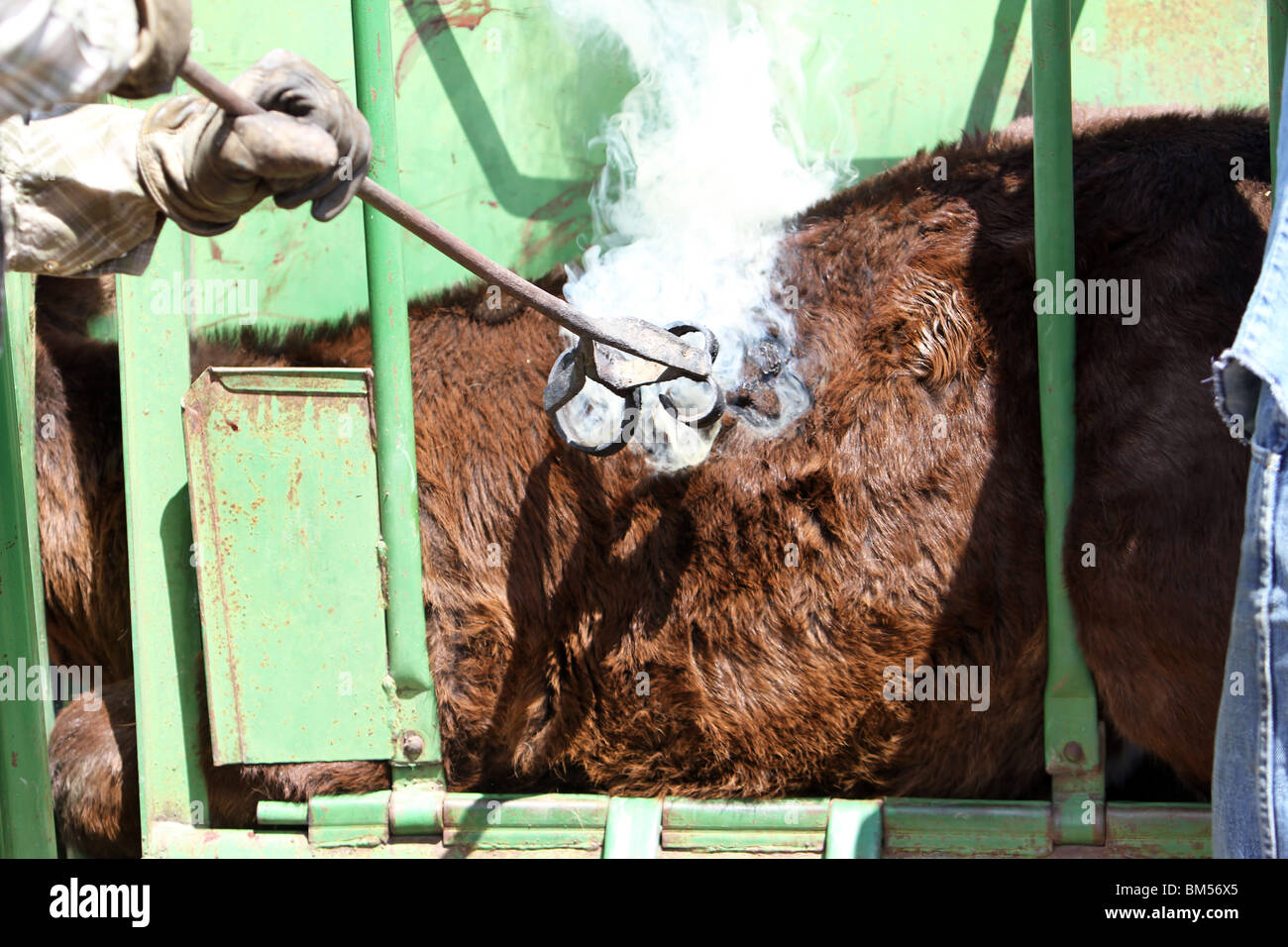 Capi di bestiame di marca con il ferro caldo. Le fiamme e il fumo come i capelli è bruciata e la pelle sottostante è spaventata da red hot brand di ferro. Foto Stock