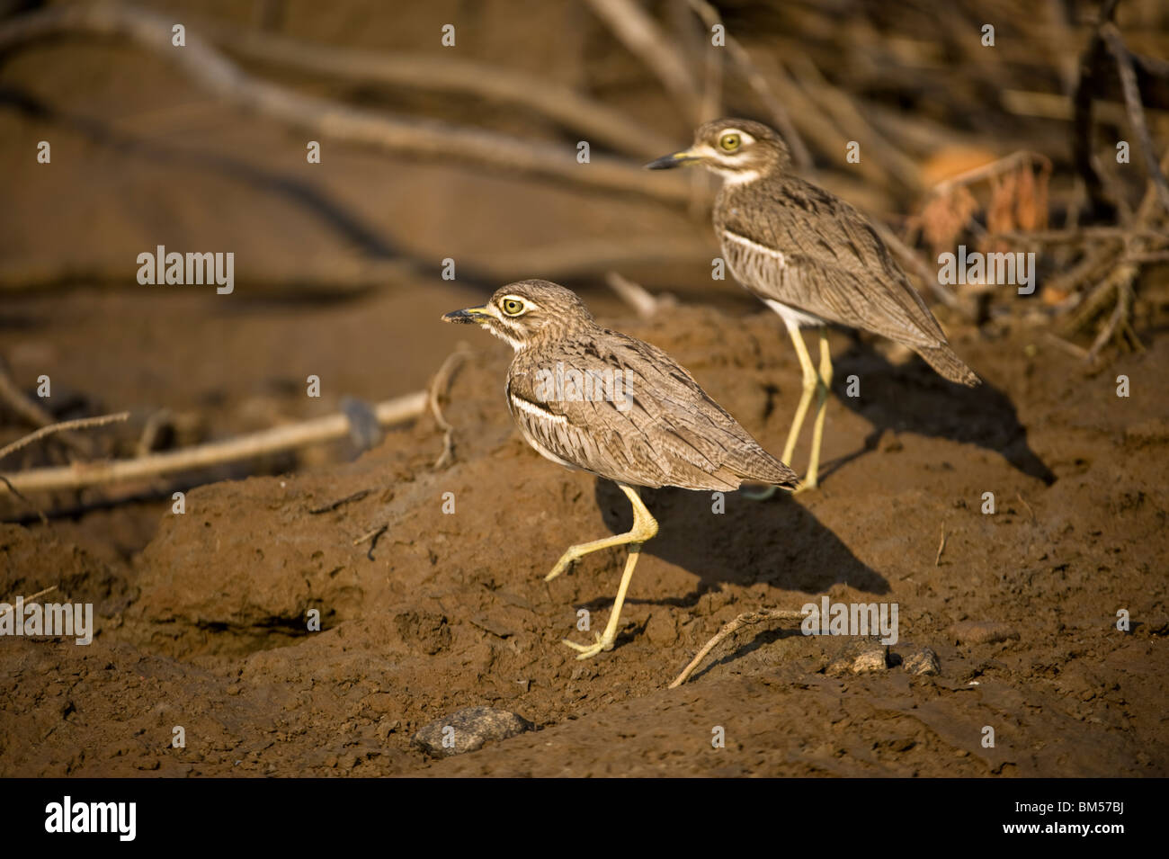 Acqua e spesso-uccello del ginocchio, Damaraland, Namibia. Foto Stock