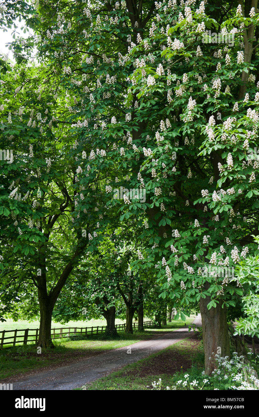 Avenue della fioritura ippocastani, Aesculus Hippocastanum, nell'Oxfordshire campagna. Inghilterra Foto Stock
