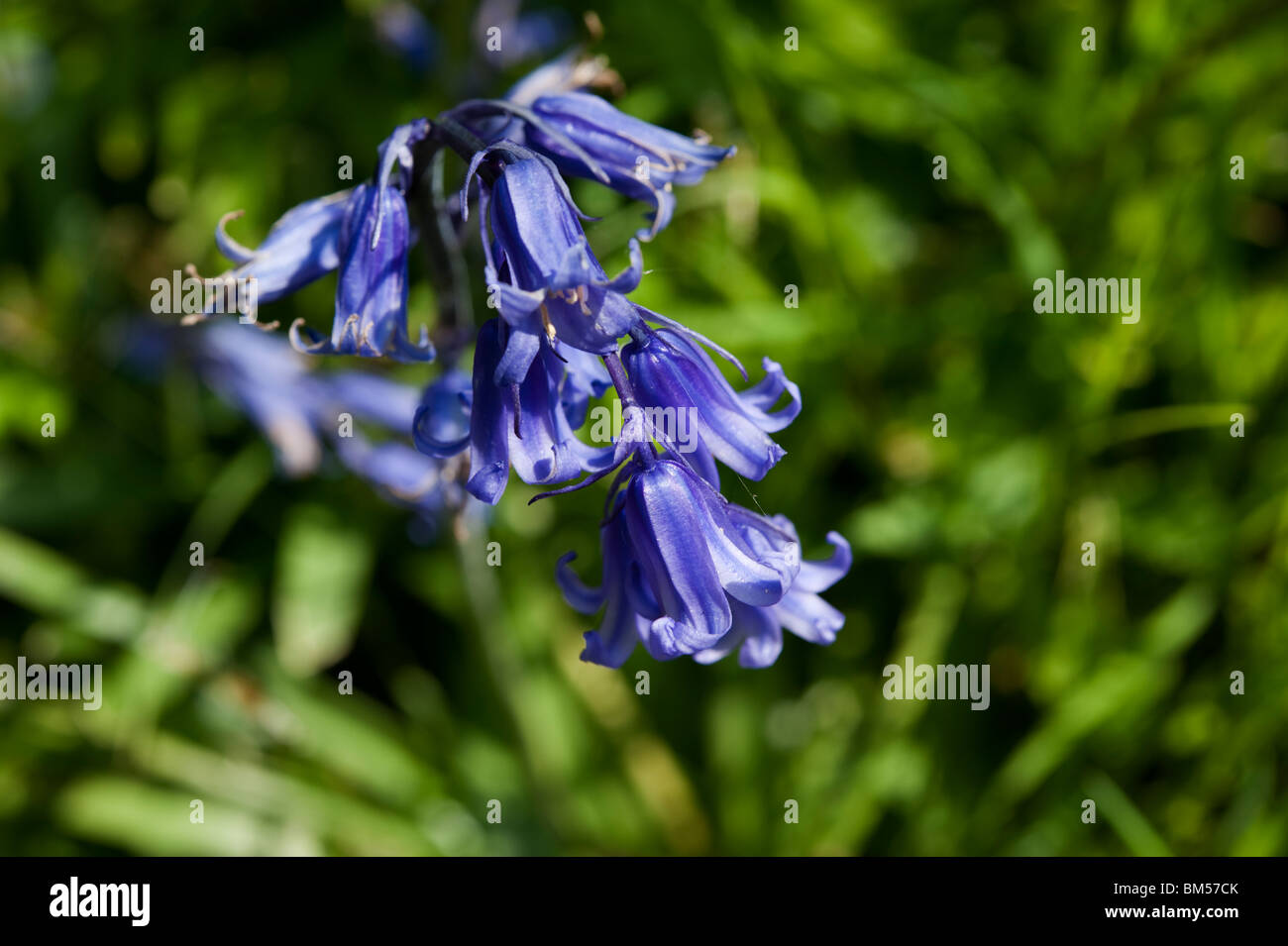 Bluebells, o Hyacinthoides non scripta o Endimione non-scriptum, Scilla non scripta, che fiorisce in Maggio Foto Stock