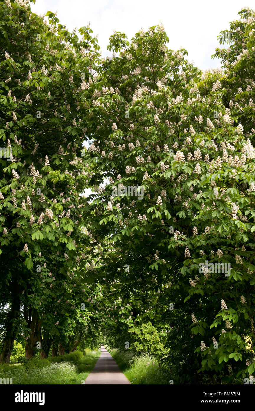 Avenue della fioritura ippocastani, Aesculus Hippocastanum, nell'Oxfordshire campagna. Inghilterra Foto Stock