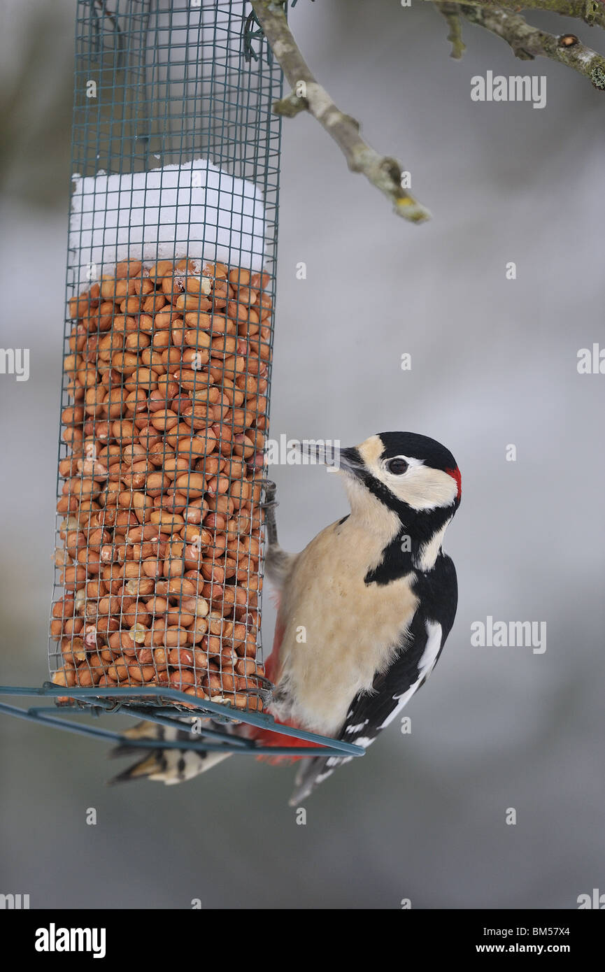 Picchio rosso maggiore di mangiare noccioline a uccelli di una stazione di alimentazione in inverno Foto Stock