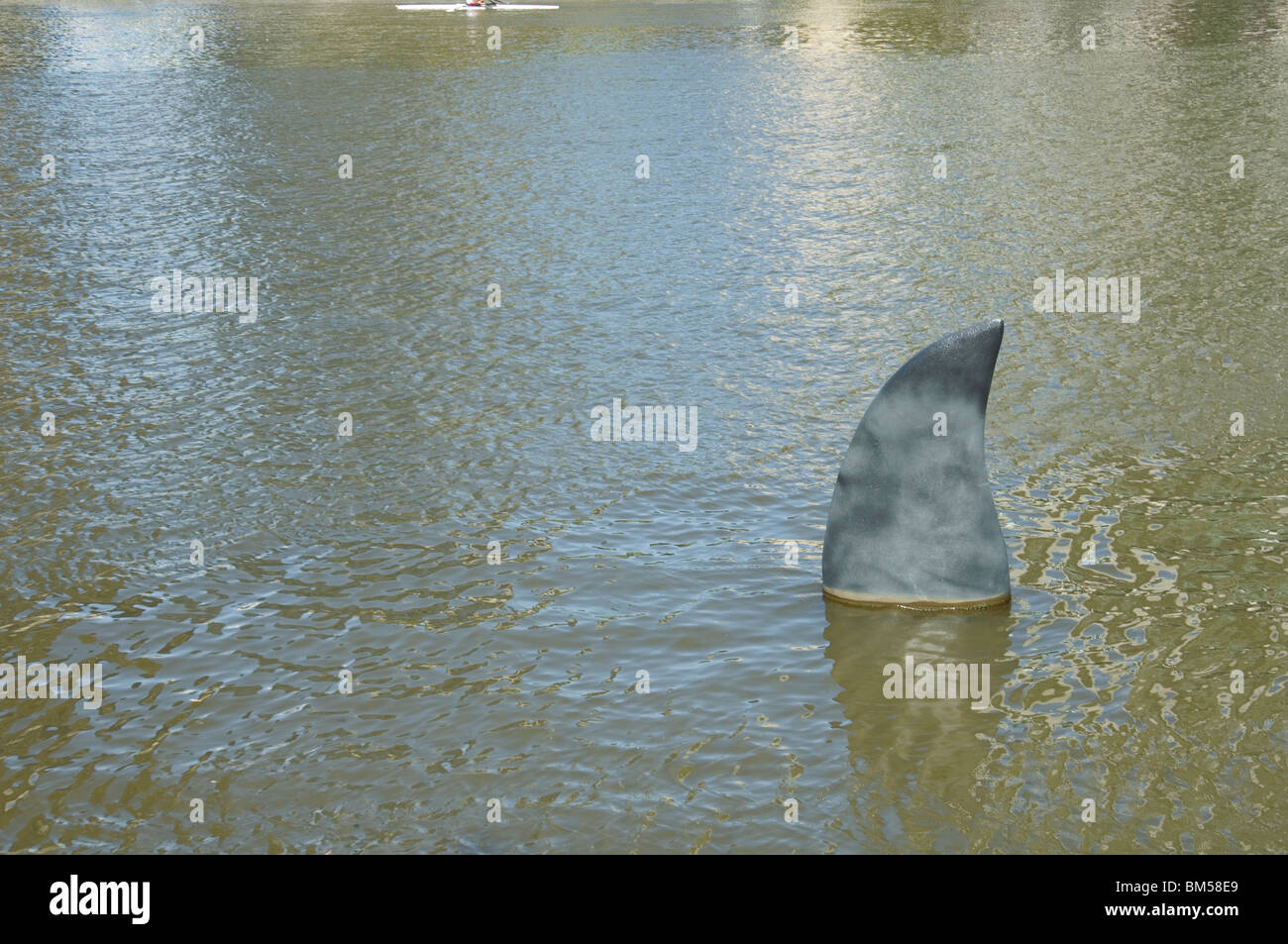 La grande fake pinna di uno squalo che sporge dalla superficie del Fiume Yarra una barca a remi passa da sopra Foto Stock