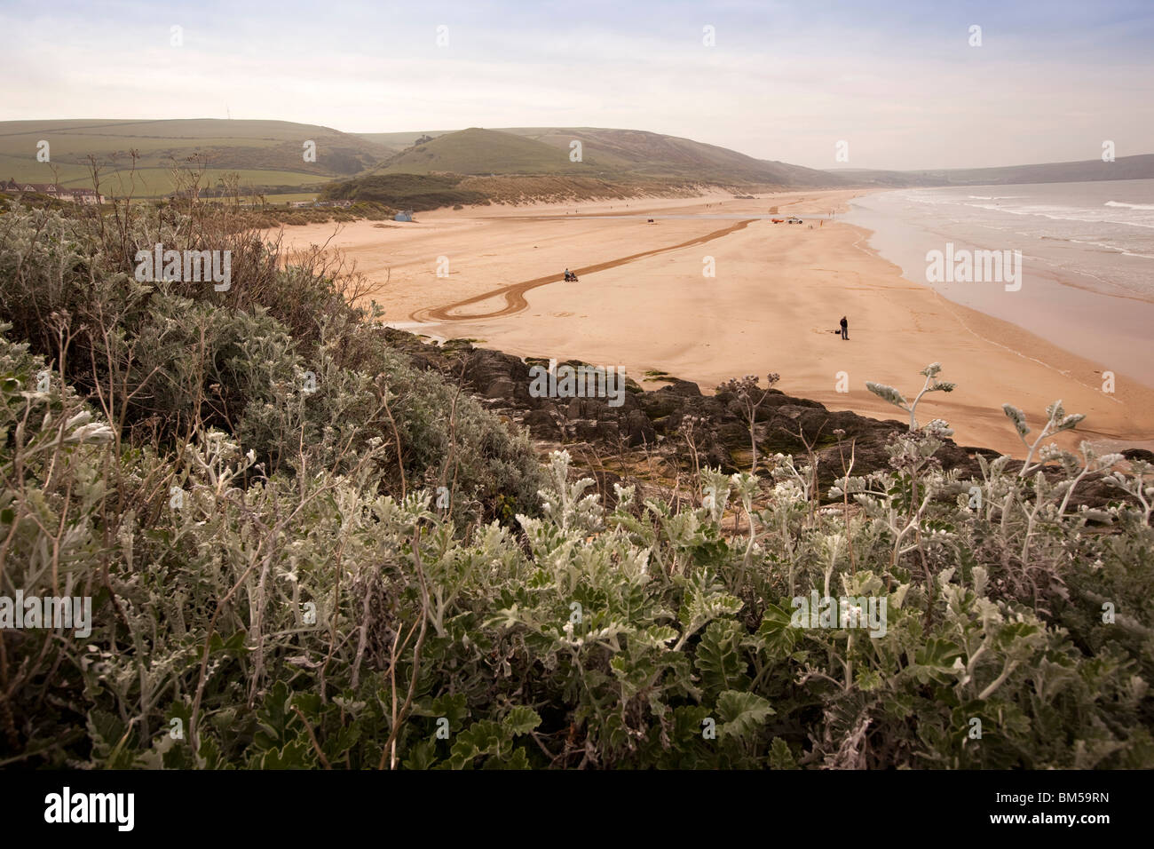 Regno Unito, Inghilterra, Devon, Woolacombe Beach, fiori selvatici che crescono su cliiftop Foto Stock