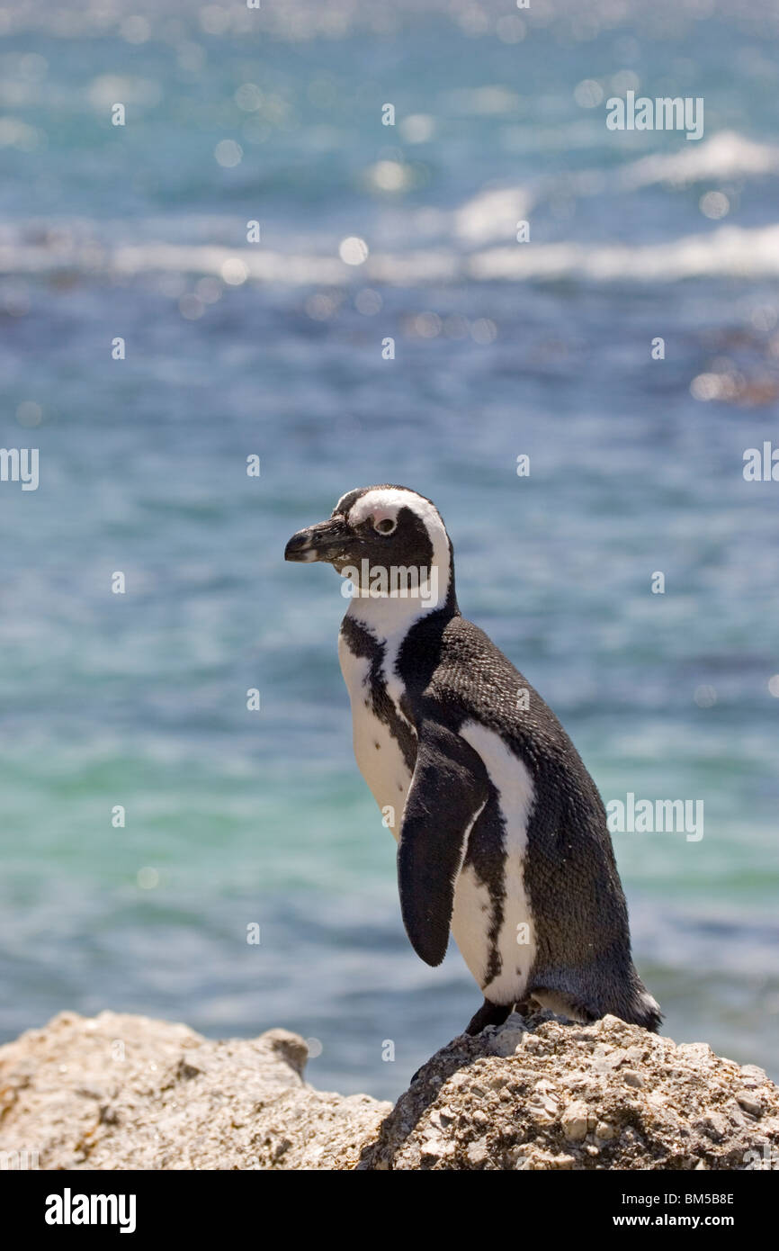 Nero footed penguin in piedi su una roccia, Sud Africa / Spheniscus demersus Foto Stock