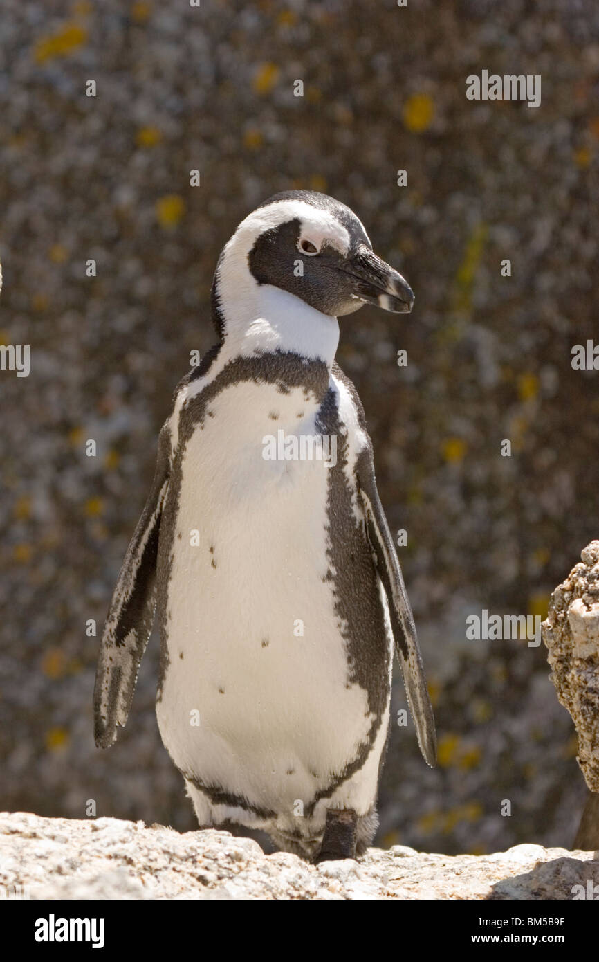 Nero footed penguin, Sud Africa / Spheniscus demersus Foto Stock