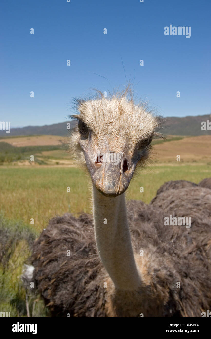 Struzzo con cielo blu, Sud Africa / Struthio camelus Foto Stock
