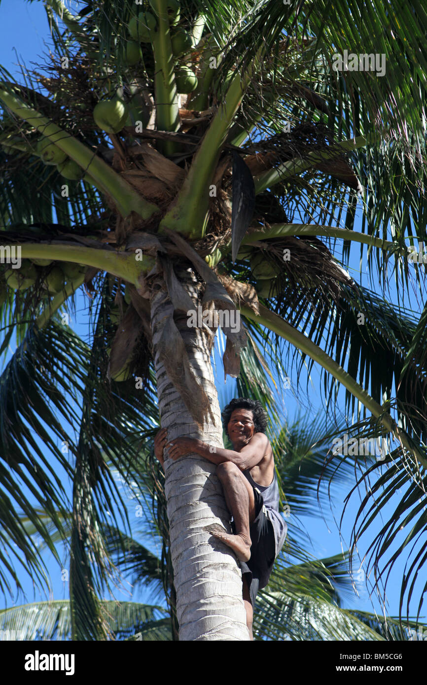 Un uomo si arrampica su un albero di cocco in Isole Caramoan nel sud est di Luzon, Filippine. Foto Stock