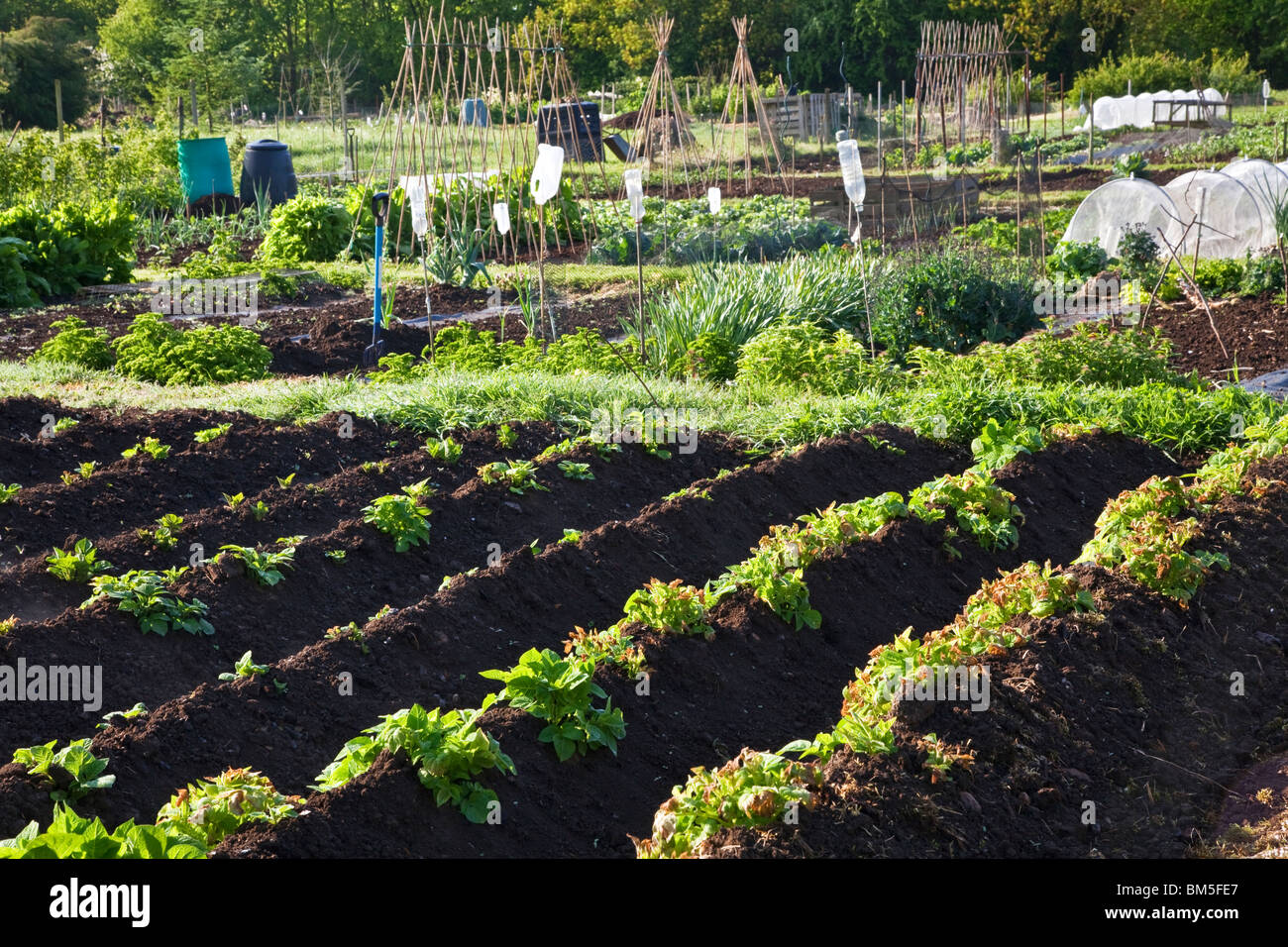 Assegnazioni in giardini libero anche noto come la Jubilee Gardens in grande Somerford, Wiltshire, Inghilterra, Regno Unito Foto Stock