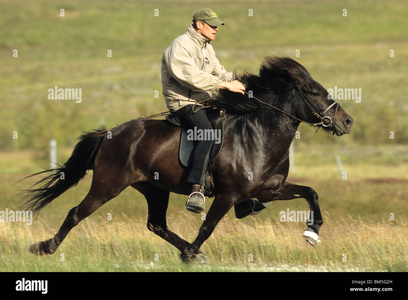 Cavallo islandese (Equus caballus ferus) essendo cavalcato a battenti ritmo. Foto Stock