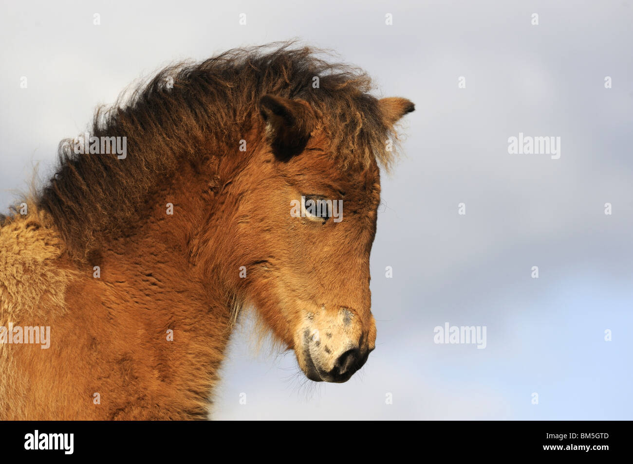 Cavallo islandese (Equus caballus ferus), il ritratto di un marrone puledro. Foto Stock