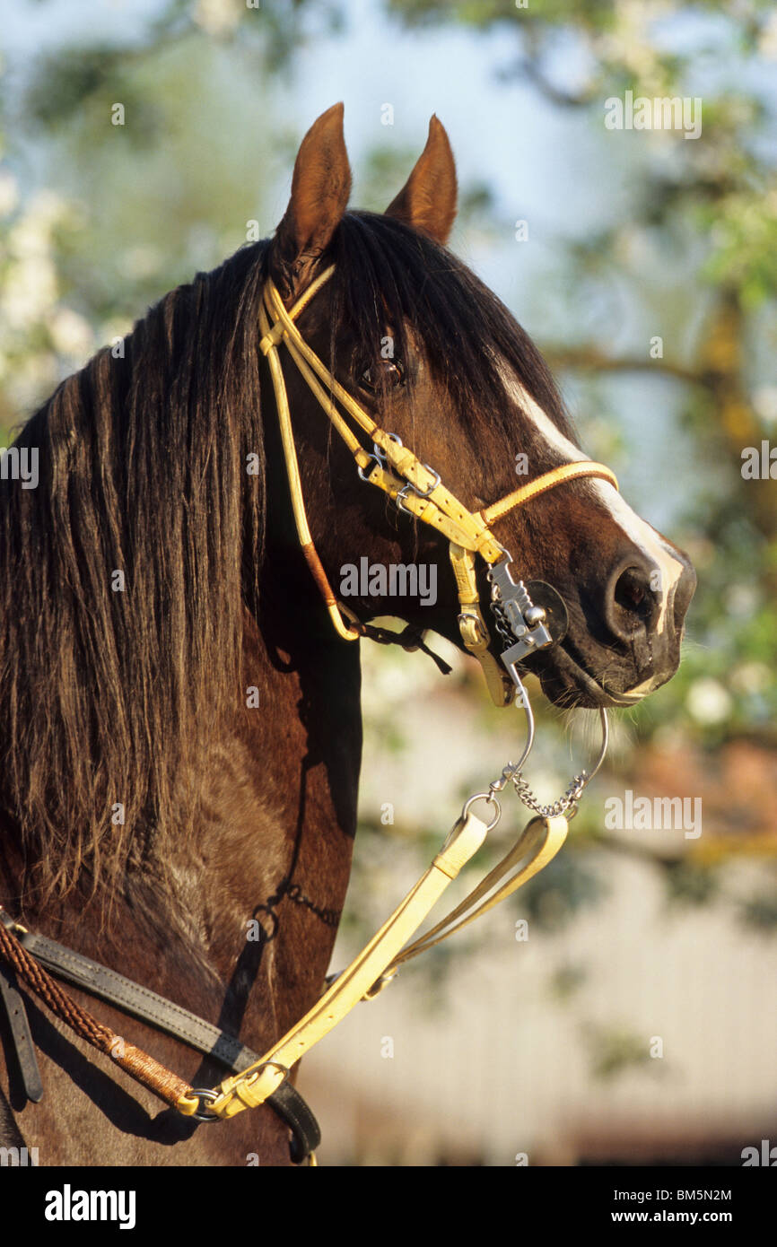 Paso Fino (Equus caballus ferus), il ritratto di uno stallone Foto Stock