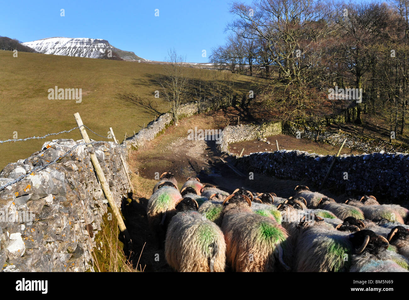 Le pecore sono guidato su un vicolo vicino al Pen Y Gand, Yorkshire Dales REGNO UNITO Foto Stock