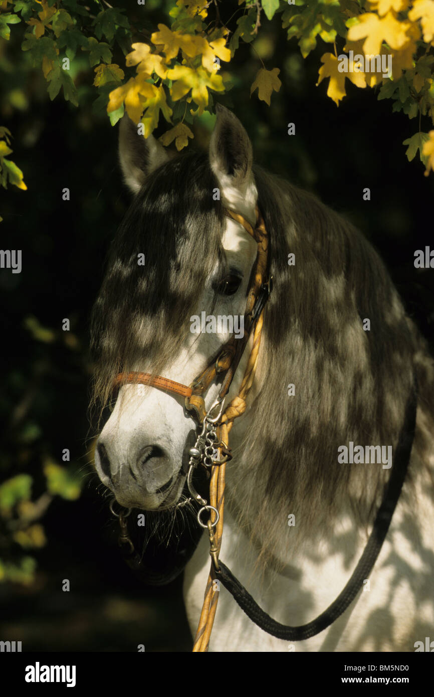 Paso Fino (Equus caballus ferus). Ritratto di un bianco stallone. Foto Stock