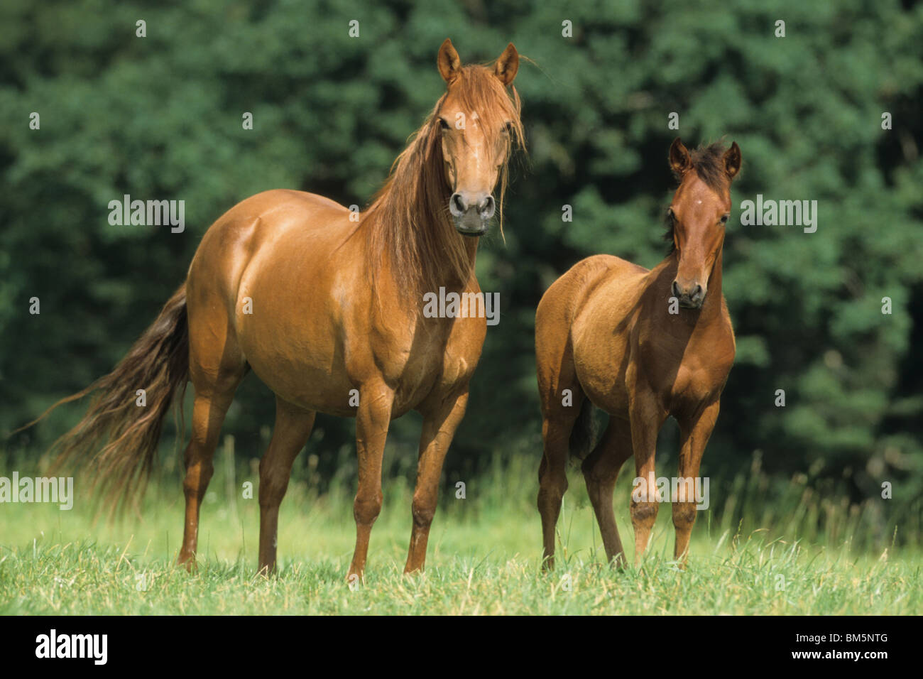 Paso Fino (Equus caballus ferus). Mare con puledro su un prato. Foto Stock