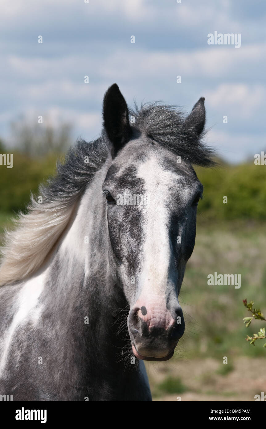 Cavallo grigio testa e spalle Foto Stock