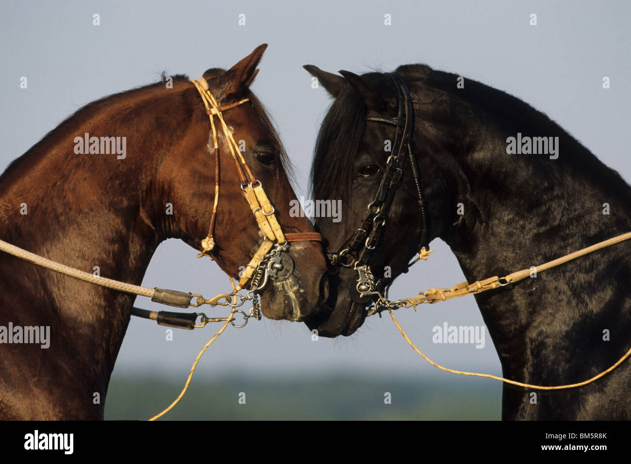 Paso Fino (Equus caballus ferus), due stalloni naso per naso. Foto Stock
