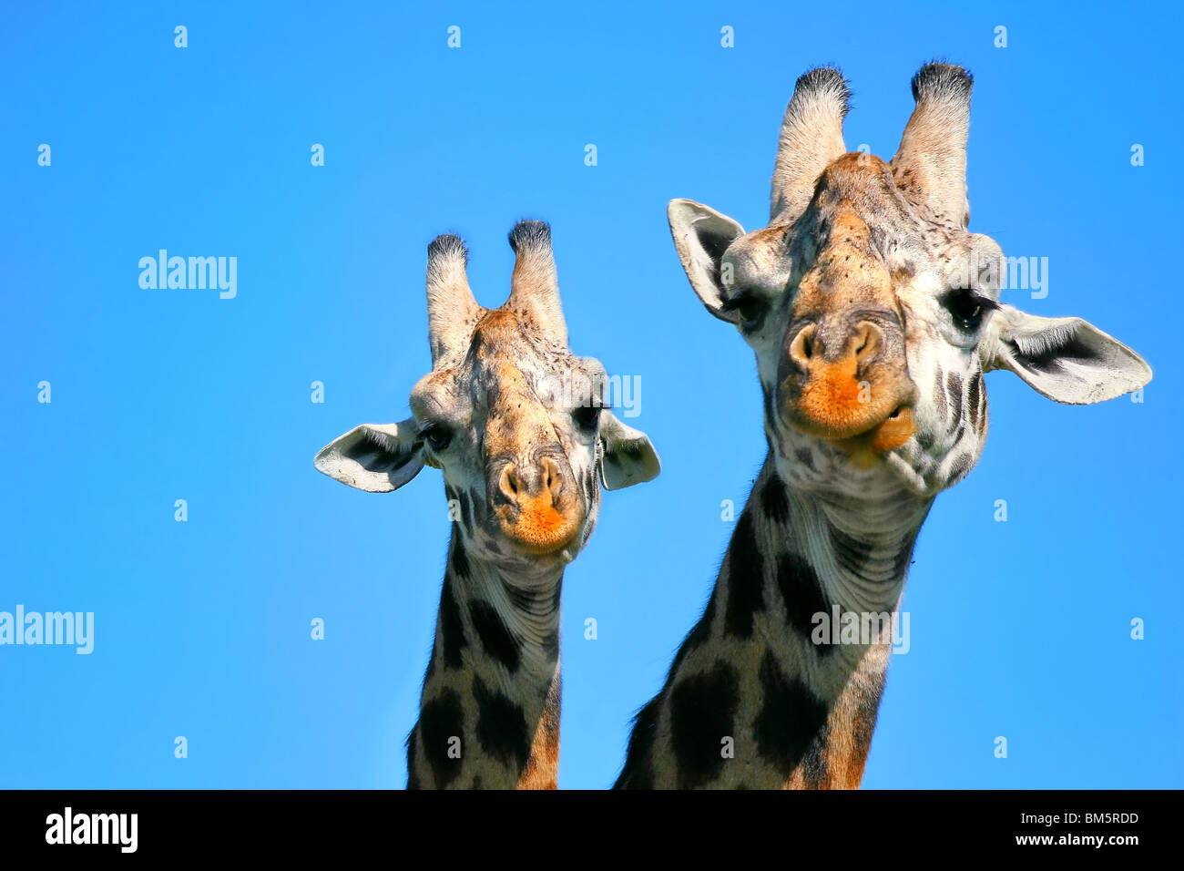 Ritratto di madre e bambino giraffa. L'Africa. Kenya. Masai Mara Foto Stock