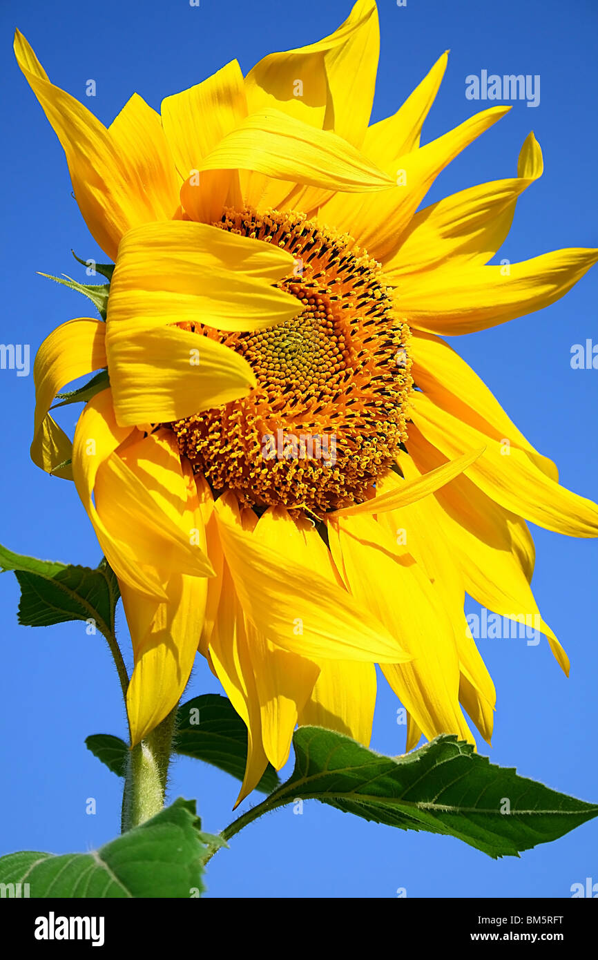 Primo piano sul girasole fresca oltre il cielo blu Foto Stock