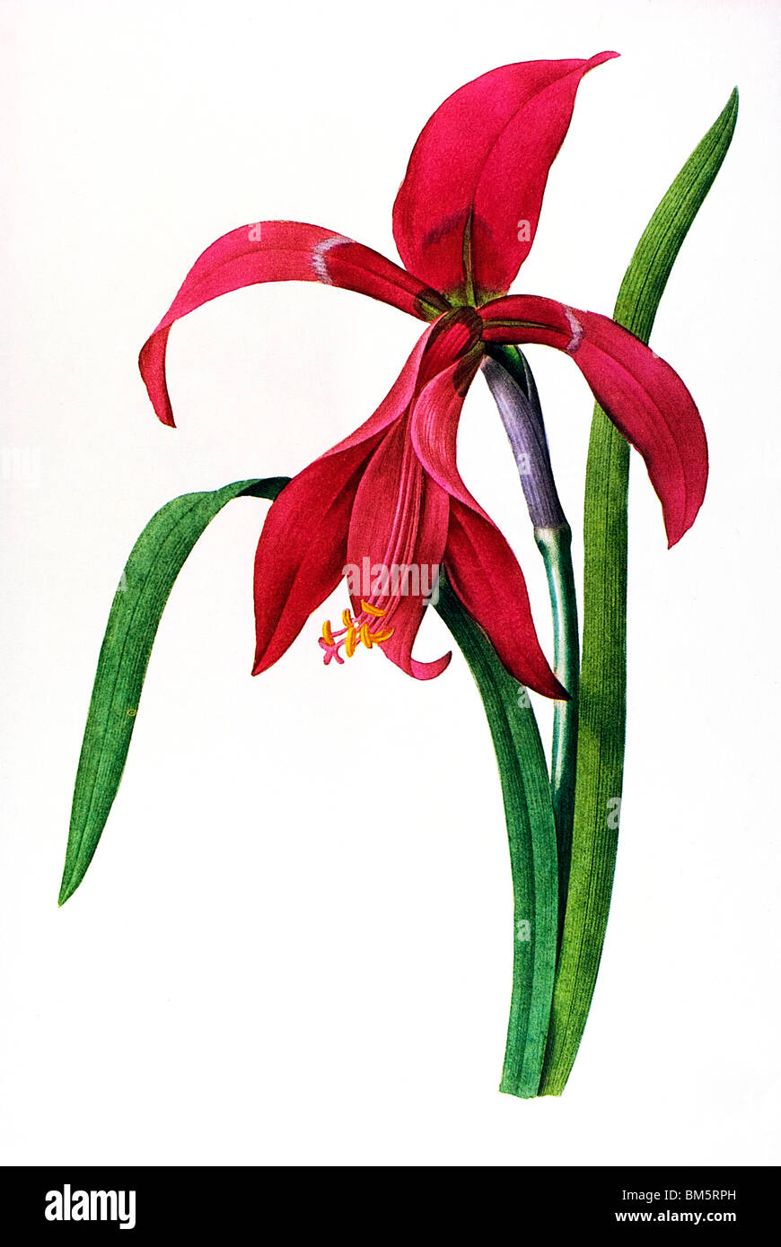 Sprekelia rosso Foto Stock