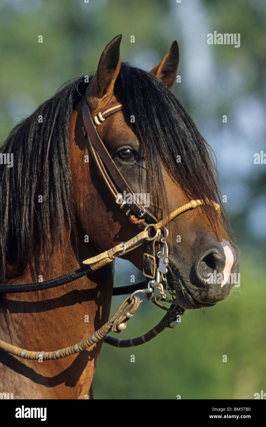 Paso Peruano (Equus caballus ferus), il ritratto di uno stallone con briglia. Foto Stock