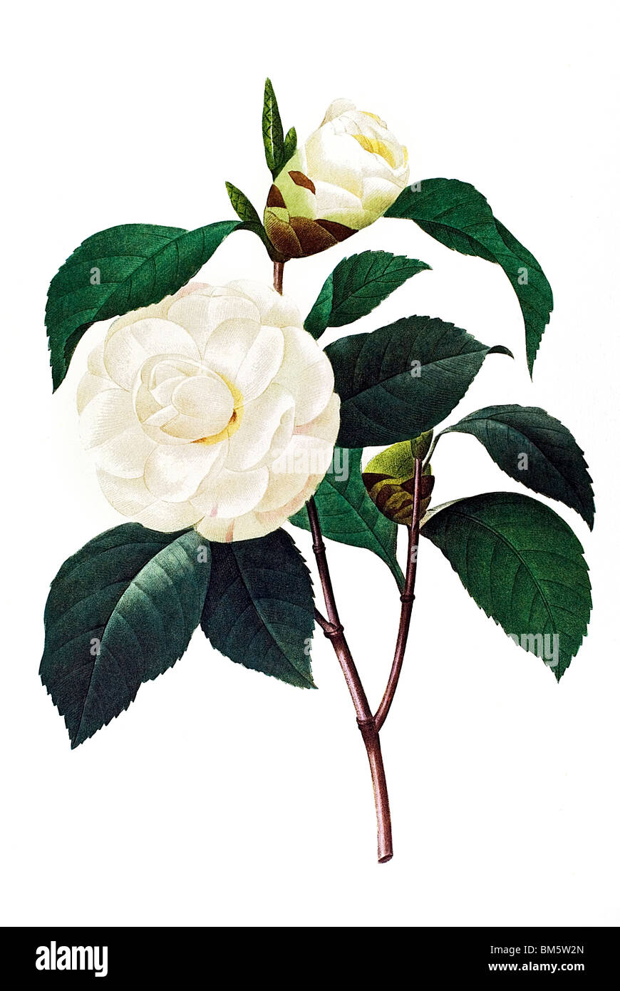 Japanese Camellia bianco pieno Foto Stock