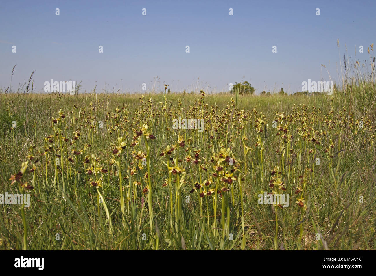 Spinnenragwurz, Ragwurz, Orchidee, ophrys, sphegodes, inizio, Spider, Orchidea Foto Stock