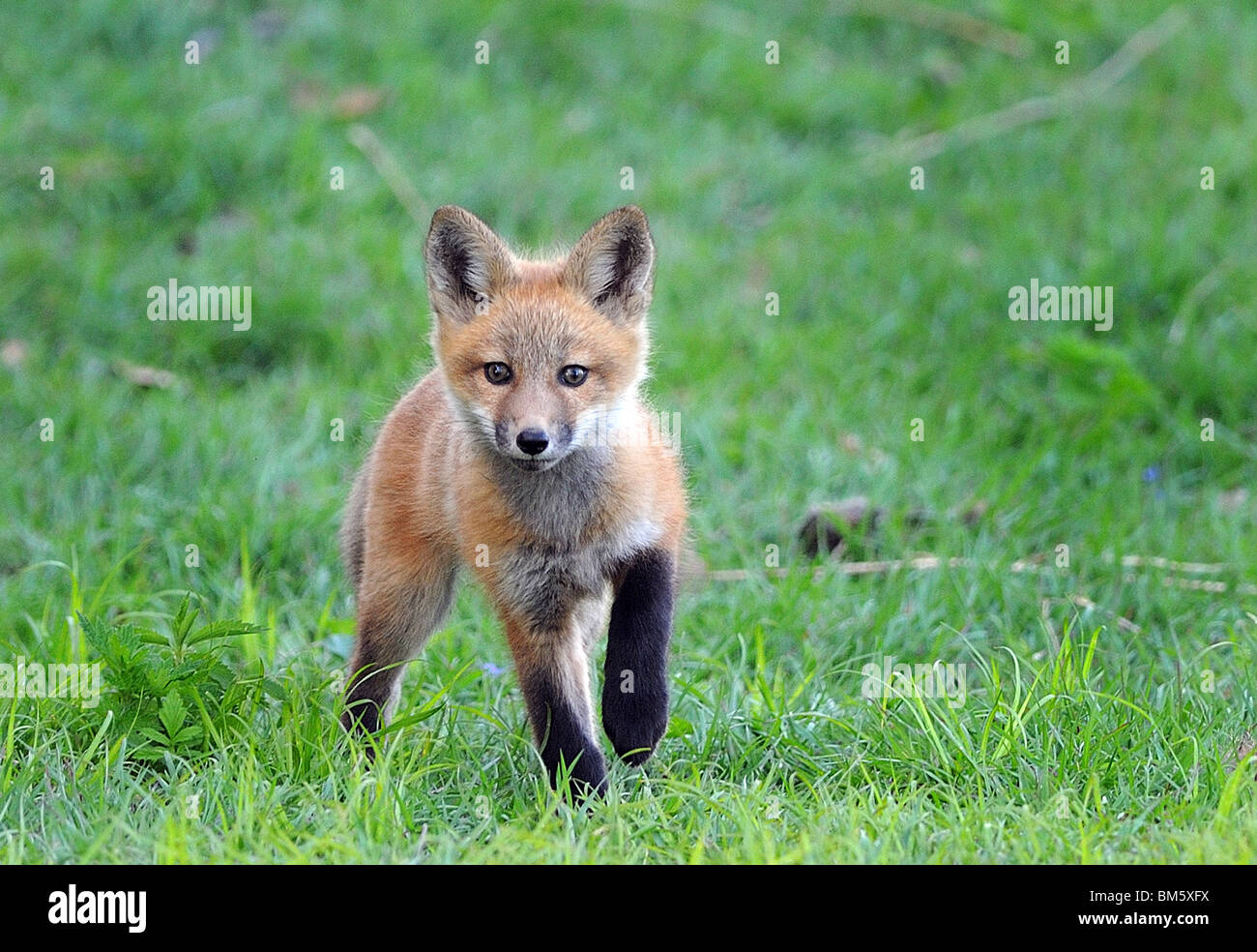 Kit Fox nel selvaggio, Indiana. Foto Stock