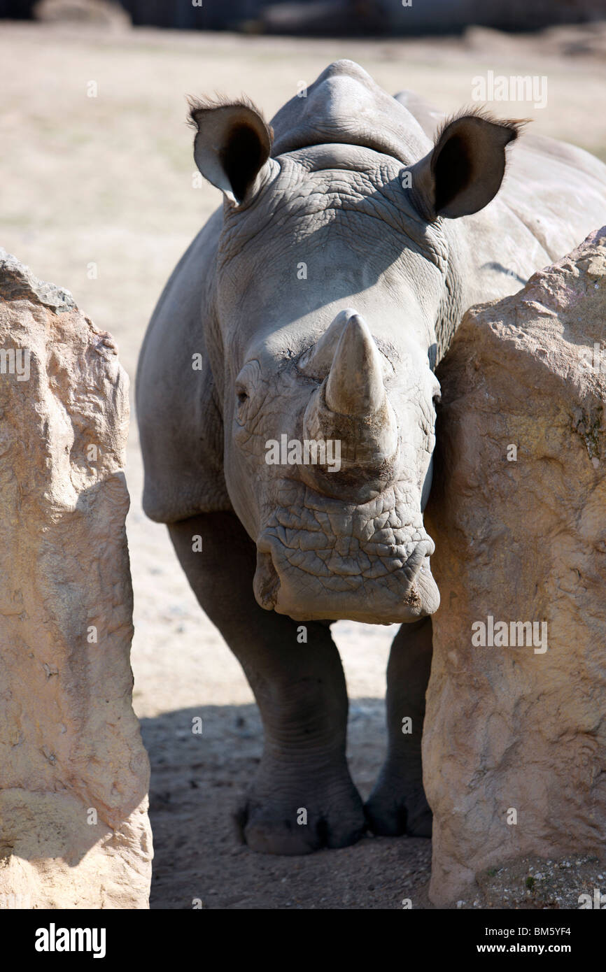 I rinoceronti, composto, Zoom mondo di esperienza, Gelsenkirchen, NRW, Germania, Europa. Foto Stock